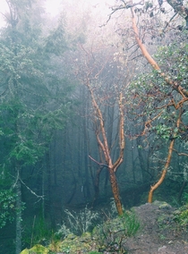 West Coast Rainforest Victoria BC  OC