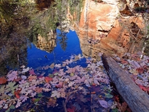 West Fork Oak Creek Arizona in Autumn 