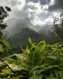 West Maui Mountains   x 