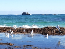 Western Australian beach x OC