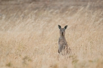 Western gray kangaroo Macropus fuliginosus 