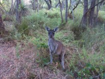 Western Grey Kangaroo Macropus fuliginosus 