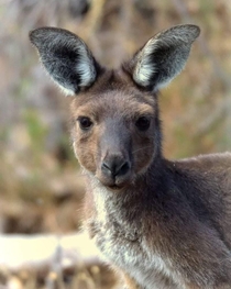 Western Grey Kangaroo Photo credit to Kelly Underwood