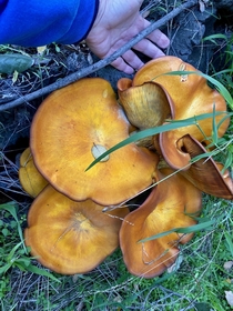 Western Jack-O-Lantern Mushroom Omphalotus olivascens  - The mushroom is toxic The gills are bioluminescent and supposedly glow at night I used my hand to show the size Its huge Quite a find