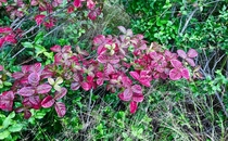 Western Poison Oak Toxiconendron diversilobum displaying beautiful Fall colors - Careful  x  