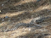 Western Rattlesnake Crotalus oreganus in the Sierra Nevadas CA 