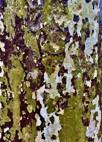 Western Sycamore Plantanus racemosa bark in the rain 