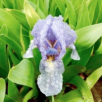 Wet Iris 