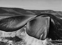 Whale in the South Atlantic from the exhibition Genisis by Sebastio Salgado 