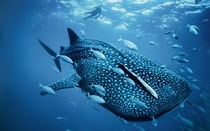 Whale Shark x