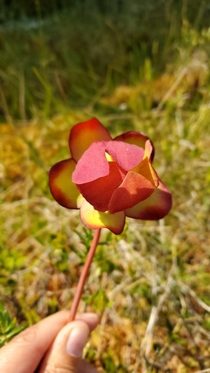 What I believe is a pitcher plant from a swamp in James Bay Canada 