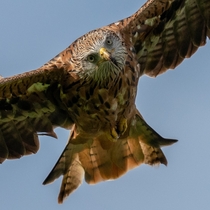 What you looking at Red Kite staring straight down the lens taken in Wales UK
