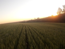 wheat field west of Paran BR 