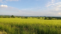 Wheat Fields near Dresden Germany 