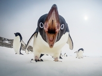 When Penguins Attack Penguins Antarctica Photo by Gordon Tait 