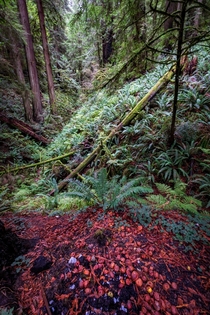Where Are The Ewoks Redwood National Park California 