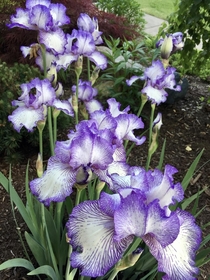 White and purple irises near Boston MA