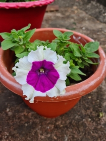 White and purple petunia