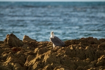 White-bellied Sea Eagle Haliaeetus leucogaster 