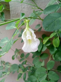 White clitoria ternatea with a bit blurred background India 