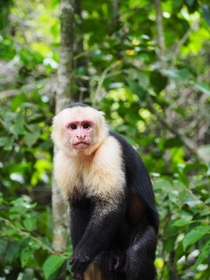 White-face capuchin monkey Manuel Antonio park - Costa Rica