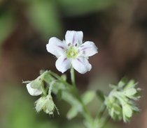 White Fiesta Flower Pholistoma membranaceum Pinnacles National Park California 