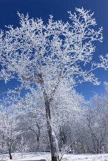 White forest bluebird sky Catskills NY 