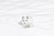 White Fox by Daniel Parent 