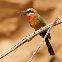 White-fronted Bee-eater 