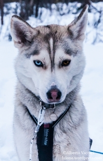 White Husky Inari Finland 