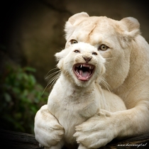 White lion mom and cub Panthera leo krugeri   Karin Vogt