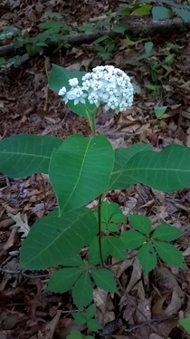 White Milkweed Asclepias variegata 
