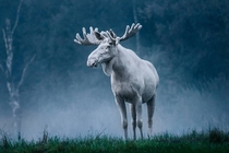 White Moose Photo credit to Anders Tedeholm