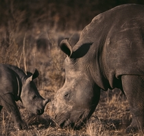 White rhino female and cub in South Africa Photo credit to redcharlie