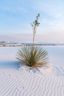 White Sands National Park New Mexico 