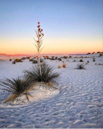 White Sands National Park New Mexico USA  x