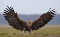 White-tailed Eagle just landed in 