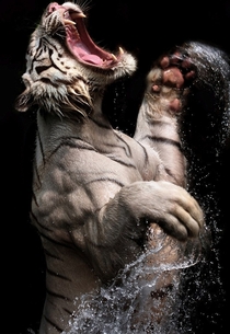White Tiger jumping for meat by Birte Person 