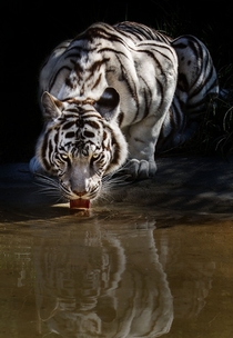 White tiger panthera tigris Photo by Jean-Claude Sch 