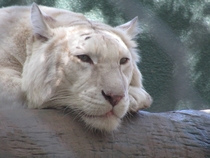 White Tiger Panthera tigris - Secret Garden Las Vegas USA 