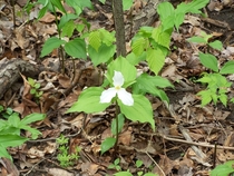 White Trillium Trillium grandiflorum Royal Botanical Gardens Cootes Paradise Sanctuary Ontario Canada 