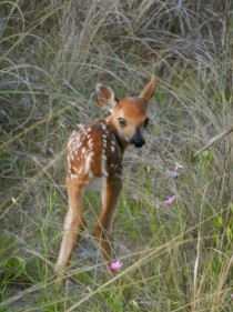 Whitetail fawn Amelia Island FL  cross-posted with aww