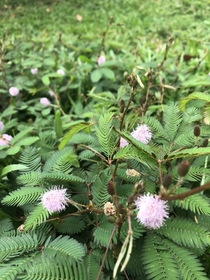 Whoville Mimosa pudica 