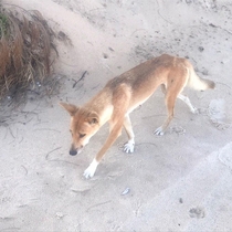 Wild Dingo on Fraser Island Queensland Australia