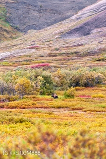 Wild fall colors in Denali National Park Alaska  -first time poster- Instaericm