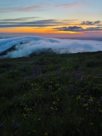 Wild flowers and fog during sunset atop Marys peak Oregon 