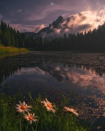 Wild flowers at lake Atorno Dolomites Italy OC x