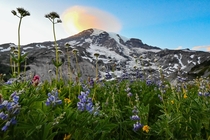 Wild flowers in full bloom at Mount Rainier National Park OC x