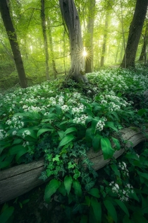 Wild garlic everywhere in a forest in the Netherlands 