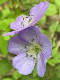 Wild geraniums found on a hike in Maryland